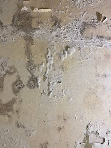 Best Toxic Mold Removal  in Home Garden, CA
