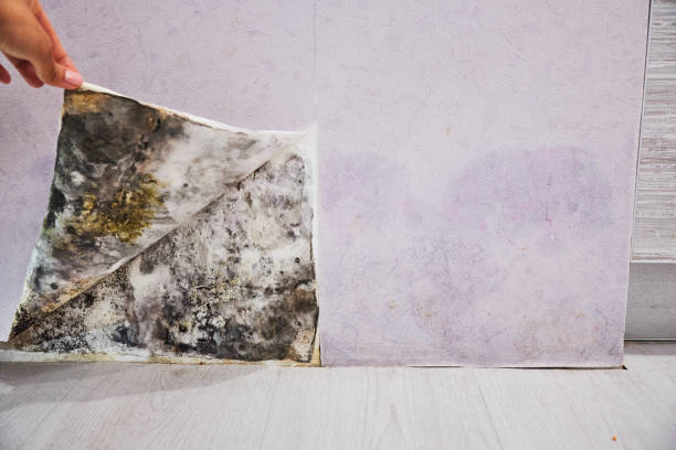 Best Water Damage Restoration  in Home Garden, CA